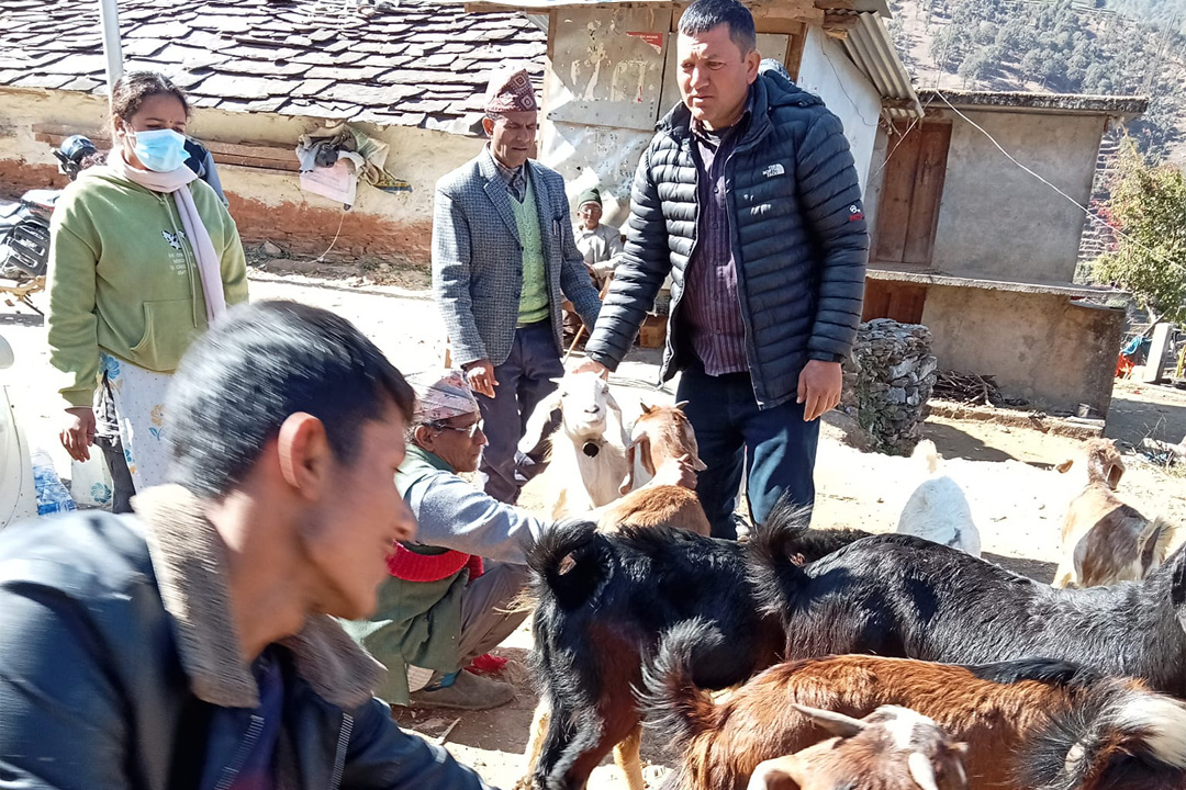 बैतडीमा ८० हजार बाख्रालाई पिपिआर खोप 